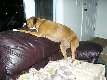 Ginger the Boxer sitting on the arm and back of a maroon leather couch looking out of a window at night