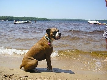 Ginger the Boxer sitting on the beach in front of a body of water with boats in the distance