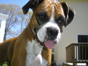 Close Up - Ginger the Boxer looking at the camera holder with its mouth open and tongue out with a house in the background