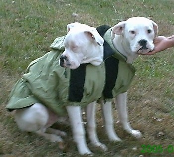 Sebastian and Savannah the Boxers sitting side by side both wearing matching light green jackets with a hand under one of the dog's chin