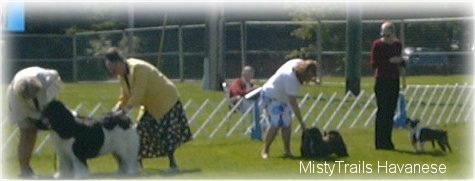 A line of ladies are standing next to there dogs and most of them are touching the dogs next to them at a dog show.