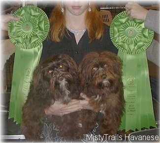 Two chocolate with white dogs are being held in a persons arms and there are two green ribbons on each side of them.
