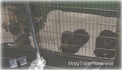 Two dogs are laying in a crate and they are looking forward.