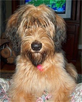 Close Up - Alfie Marie Noble the Briard laying on the couch with the weather channel in the background