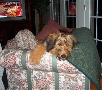 Alfie Marie Noble the Briard laying on the corner of a couch with a baseball game happening on the TV in the background