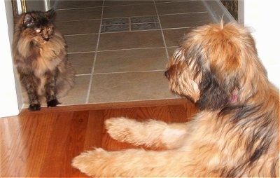 Alfie Marie Noble the Briard laying on the hardwood floor in front of a doorway looking at a cat who is in the doorway