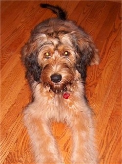 Alfie Marie Noble the Briard laying on a hardwood floor looking at the camera