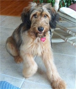 Alfie Marie Noble the Briard as a puppy beginning to lay on a tile floor with a white wooden rocking chair behind him
