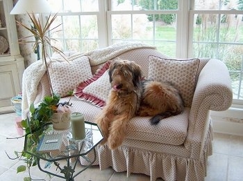 Alfie Marie Noble the Briard laying on a white and tan couch in front of a glass coffee table with a wall of windows behind him