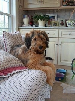 Alfie Marie Noble the Briard laying on a couch with is ceramic dog bowls on the floor and a white wooden cabinet behind him