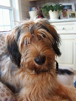 Close Up - Alfie Marie Noble the Briard laying on a couch with a white woodnen cabinet in the background