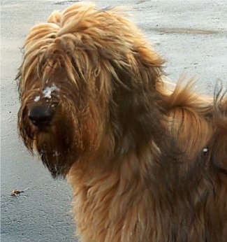 Close Up - Alfie Marie Noble the Briard at the beach with sand on his face