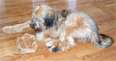 Alfie Marie Noble the Briard laying on the hardwood floor with its plush bear toy and looking at it