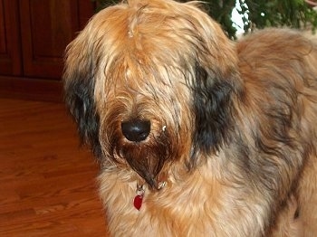 Close Up - Alfie Marie Noble the Briard standing on a hardwood floor