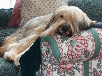 Alfie Marie Noble the Briard sleeping on the arm of a couch