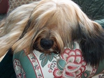 Close Up - Alfie Marie Noble the Briard sleeping on the arm of a couch