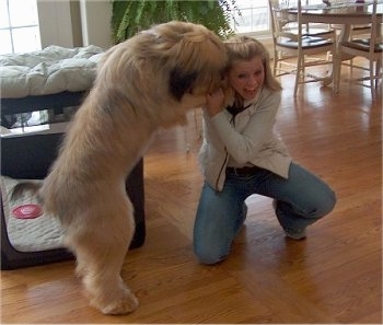 Alfie Marie Noble the Briard jumping up on his owner who is kneeling down and licking her ear