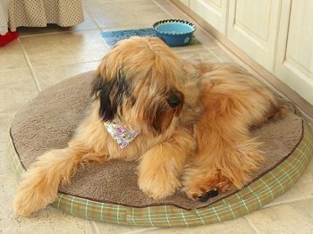 Alfie Marie Noble the Briard laying on a dog bed wearing a bandana with a ceramic blue and green dog dish behind him