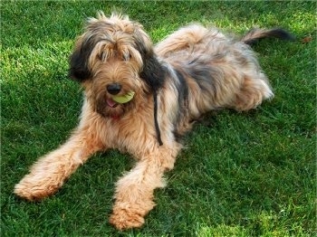 Alfie Marie Noble the Briard sitting outside in grass with a tennis ball in his mouth