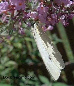 European Cabbage Butterfly on a pink flower