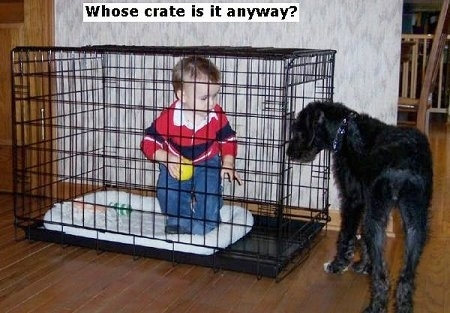 A toddler is standing with a yellow ball inside of a dog cage. A black dog is beginning to walk into the cage