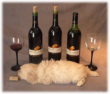 A white puppy is laying down on a backdrop in front of Three Wine Bottles. There is a quarter full glass on the left and there is an empty glass on the right. There is a cork in front of the puppy