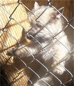 Cairn Terrier puppy standing against a chain link fence and looking through the fence holes