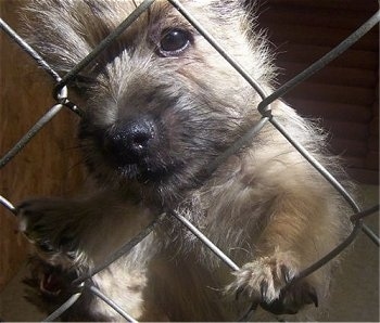 Close Up - Cairn Terrier Puppy has its nose through one of the chain link fence holes