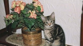 A Gray Tiger Kitten is sitting on a table next to a flowered plant