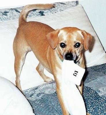 Neo the Puppy is standing on a bed and chewing on a wilson brand sock