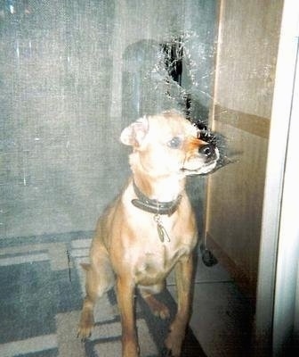 A medium-sized, short-haired, tan dog sitting on a rug that is in front of a screen door with a rip in the screen. The dog is looking to the right with its nose pushing through the hole of the screen.