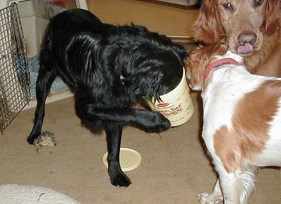 Ricki the Flat Coat Retriever/Chow Mix has its head in a tan plastic food tub. Ricki is standing next to Hunter the Retriever and Skye the Spaniel.