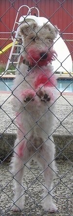 Charlie Grrrl the Wire-Haired Fox Terrier is standing against a wired fence with red paint all over her mouth, chest, side and front paws