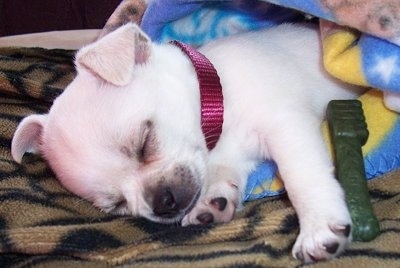 Beau the Cheeks Puppy is sleeping on a bed. It is wrapped in a blanket. There is a Greenie dog treat shaped like a toothbrush next to it