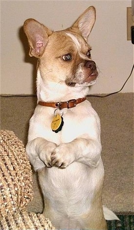 Bubba the Cheeks Puppy is standing on its hind legs and looking to the right