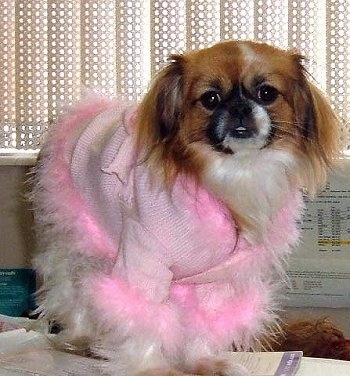 Dagny the Cheeks Puppy is wearing a fuzzy pink jacket. Dagny is standing on books and looking at the camera holder