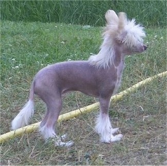 Left Profile - Pixie the Chinese Crested hairless as a puppy standing outside in grass next to a yellow hose