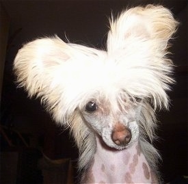 Close Up head shot - Pixie the Chinese Crested hairless dog as a puppy