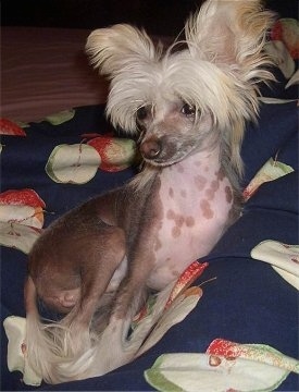 Pixie the Chinese Crested as a puppy laying on a blue blanket with apples all over it