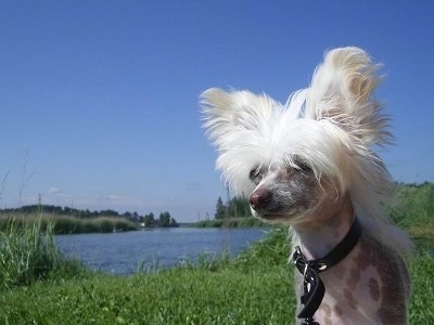 Pixie the Chinese Crested hairless as a puppy standing in front of a large body of water and looking slightly to the left