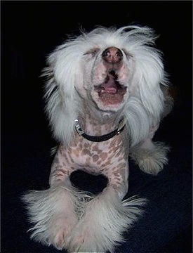 Harry the Chinese Crested puppy is jumping up in the middle of a bark. His mouth is open and his eyes are closed.