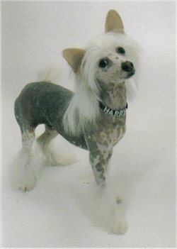 Harry the Chinese Crested Puppy is wearing a collar that has the name - HARRY - on it while standing on a white backdrop