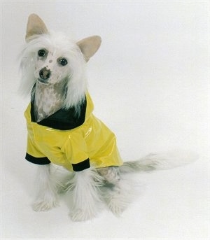 Harry the Chinese Crested Puppy is wearing a yellow with black raincoat and sitting on a white backdrop