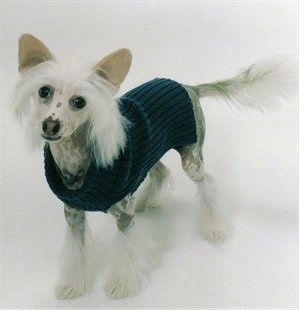 Harry the Chinese Crested Puppy is wearing a black sweater and standing on a white backdrop