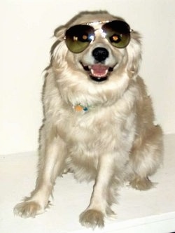 Foxie the white Cock-A-Mo is sitting on a ledge in a house wearing a pair of sunglasses with her mouth open. It looks like she is smiling