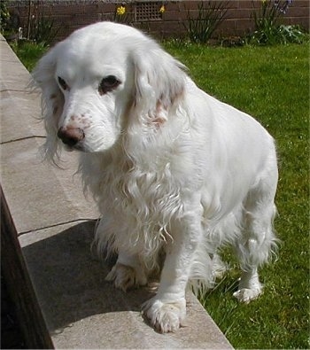 The front left side of a white American Cocker Spaniel that is standing on a short stone wall looking over it