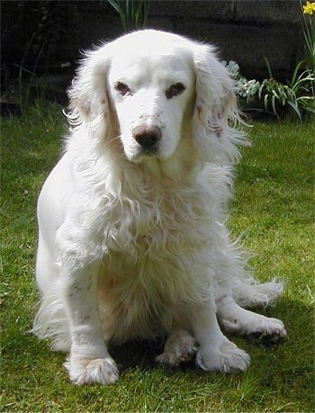 A white American Cocker Spaniel is sitting in a lawn with a brick wall behind it