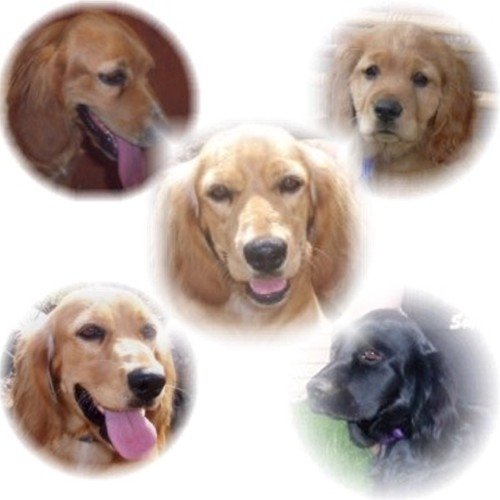 A series of five Golden Cocker Retriever photo head shots that are cut out in circles. Top Left Close Up - A Golden Cocker Retriever that is sitting in a house. Its mouth is open and tongue is out. Top right Close Up - A Golden Cocker Retriever puppy is looking forward. Middle - A Golden Cocker Retriever is sitting outside its mouth is open. It looks like it is smiling. Bottom Left - A Golden Cocker Retriever is sitting outside. Its mouth is open and tongue is out. Bottom Right - A black Golden Cocker Retriever is sitting in a front yard outside