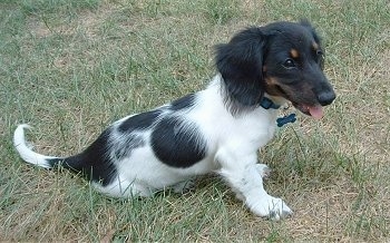 Oreo the black, white and tan mini Dachshund puppy is sitting outside. His mouth is open and tongue is out