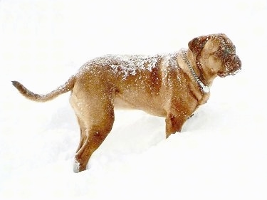 Luna the Bordeaux is standing outside in snow and there is snow all over her